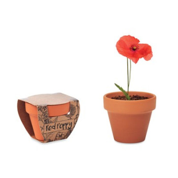 Grow your own Poppy Grow your own Poppy